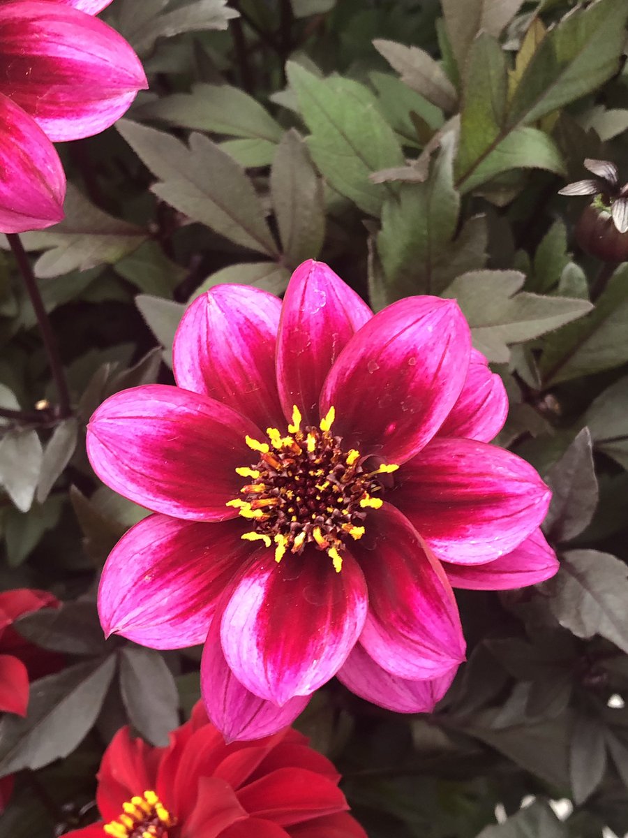 RobsAllotment's tweet photo. Even without a filter this dahlia looks like it’s it’s been sketched or painted, it’s incredible! 
.
With all the #dahliawars starting to kick off with the arrival of all the dahlia flowers, let’s see if you can beat this 😜
.
#kitchengarden #garden #gardeners #gardening #flowers https://t.co/BIeNRt21Nj