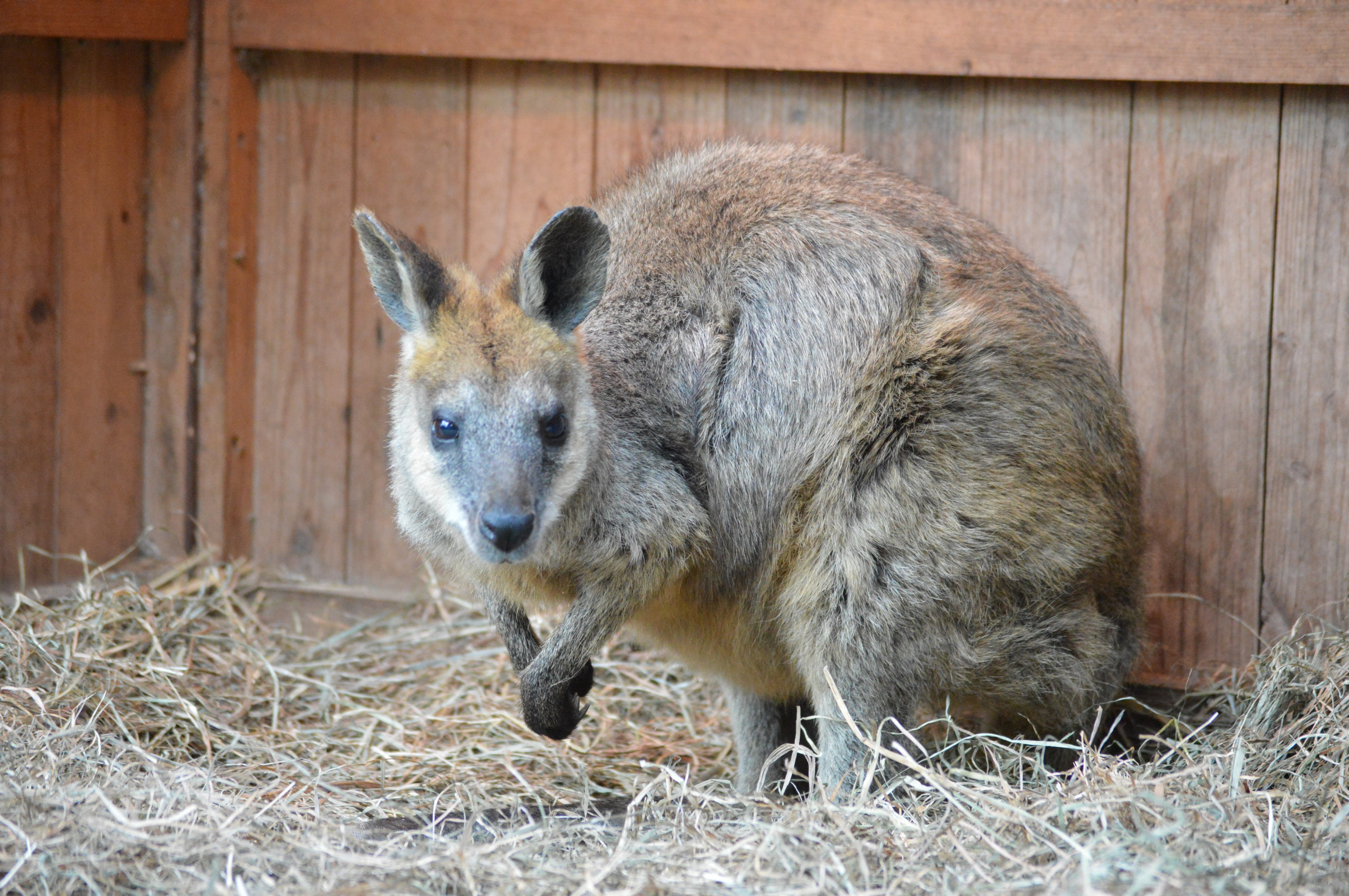 توییتر 横浜市立野毛山動物園 公式 در توییتر 8 24 土 も ナイトのげやま 開催します 特別ガイドは18 30 ニホンツキノワグマ 展示場前 19 30 オグロワラビー 展示場前 です 是非ご参加ください 野毛山動物園 ニホンツキノワグマ オグロ