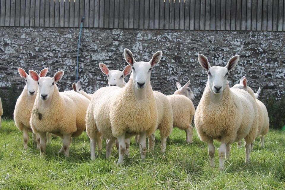 davidsonsfeeds's tweet photo. Look out for these tremendous Cheviot Mule Ewe lambs produced by our customer P W Hedley, Swinside Townfoot being offered for sale at Longtown Auction Mart on Tuesday. #showbloom #topnutrition #topstock https://t.co/TAJzyPytis