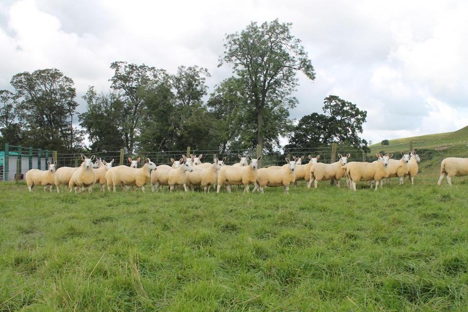 davidsonsfeeds's tweet photo. Look out for these tremendous Cheviot Mule Ewe lambs produced by our customer P W Hedley, Swinside Townfoot being offered for sale at Longtown Auction Mart on Tuesday. #showbloom #topnutrition #topstock https://t.co/TAJzyPytis