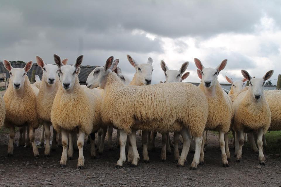 davidsonsfeeds's tweet photo. Look out for these tremendous Cheviot Mule Ewe lambs produced by our customer P W Hedley, Swinside Townfoot being offered for sale at Longtown Auction Mart on Tuesday. #showbloom #topnutrition #topstock https://t.co/TAJzyPytis