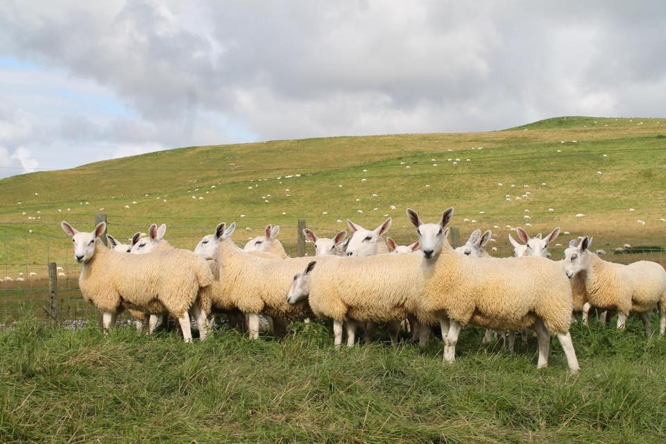 davidsonsfeeds's tweet photo. Look out for these tremendous Cheviot Mule Ewe lambs produced by our customer P W Hedley, Swinside Townfoot being offered for sale at Longtown Auction Mart on Tuesday. #showbloom #topnutrition #topstock https://t.co/TAJzyPytis