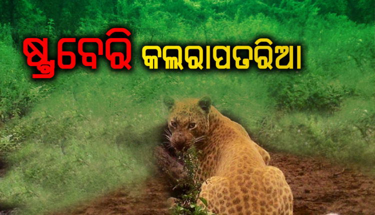 sambad_odisha's tweet photo. ଦକ୍ଷିଣ ଆଫ୍ରିକାରେ ଉଠାଗଲା ବିରଳ ଷ୍ଟ୍ରବେରି କଲରାପତରିଆ ବାଘର ଫଟୋhttps://t.co/Hy1VZzpb1r #Sambad #SouthAfrica #StrawberryLeopard https://t.co/ocvjYfnUG3