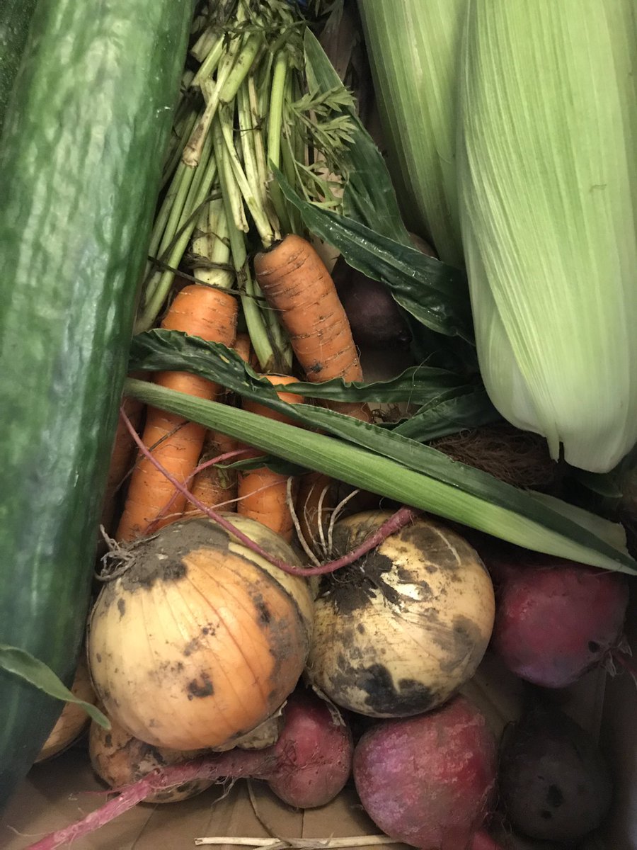 Em_Rose_R's tweet image. Thank you @Groobarbs for our first veg box delivery. Everything looks wonderful 😍🥕