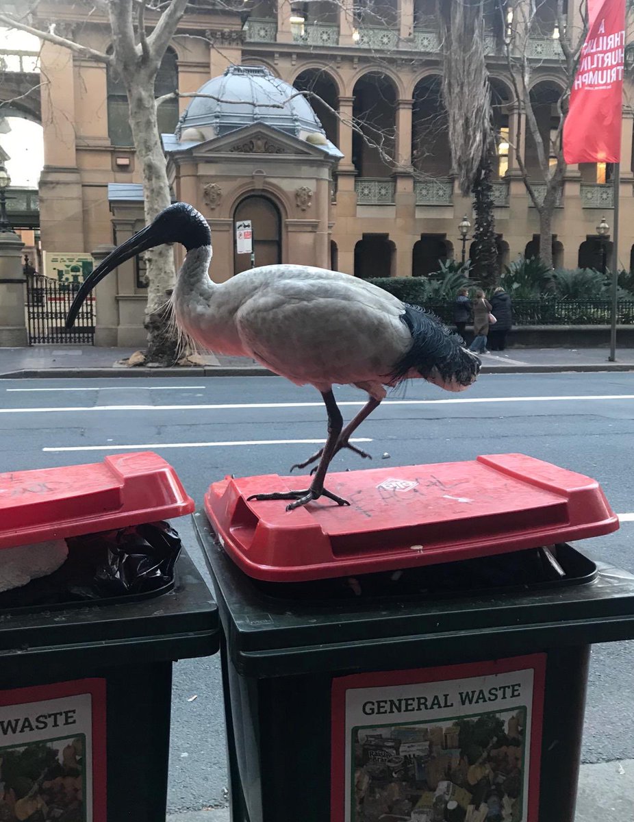 MWhitbourn's tweet photo. Exhibit A: “Why would I rifle through a Macquarie Street bin for briefs?”
Exhibit B: “Yeah, I rifled through a bin for briefs.” @binchickensc spotted today by an eagle-eyed local. Not covering the profession in glory. https://t.co/9xWdKwL2yq