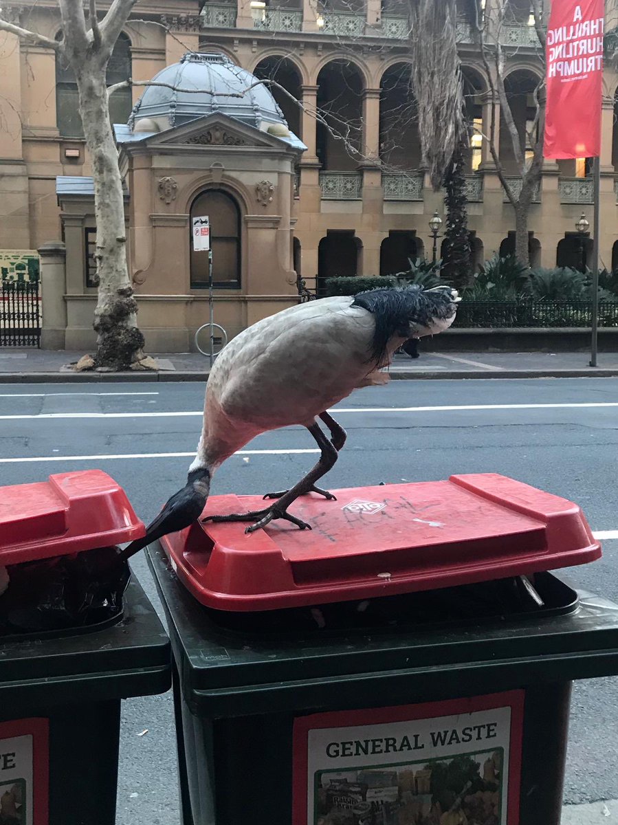 MWhitbourn's tweet photo. Exhibit A: “Why would I rifle through a Macquarie Street bin for briefs?”
Exhibit B: “Yeah, I rifled through a bin for briefs.” @binchickensc spotted today by an eagle-eyed local. Not covering the profession in glory. https://t.co/9xWdKwL2yq