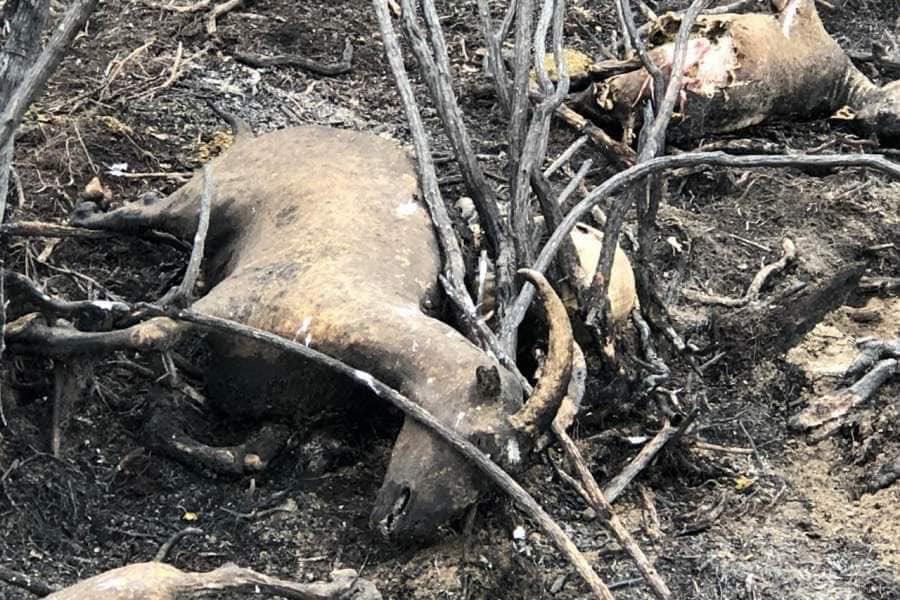 dellarizkiput's tweet image. Amazon is on fire, that's frightening.
My heart just broke to see animals like this 💔😭
#amazonforestfire #AmazonFires #saveAmazonia