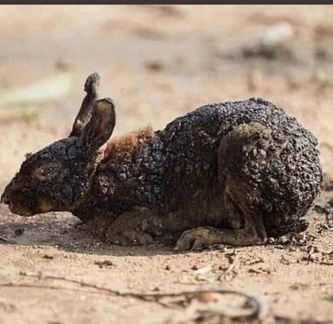 Вымирание животных и растений. Уничтоженные животные. Животные после пожара в австралии. Уничтоженные животные. Уничтоженные животные.