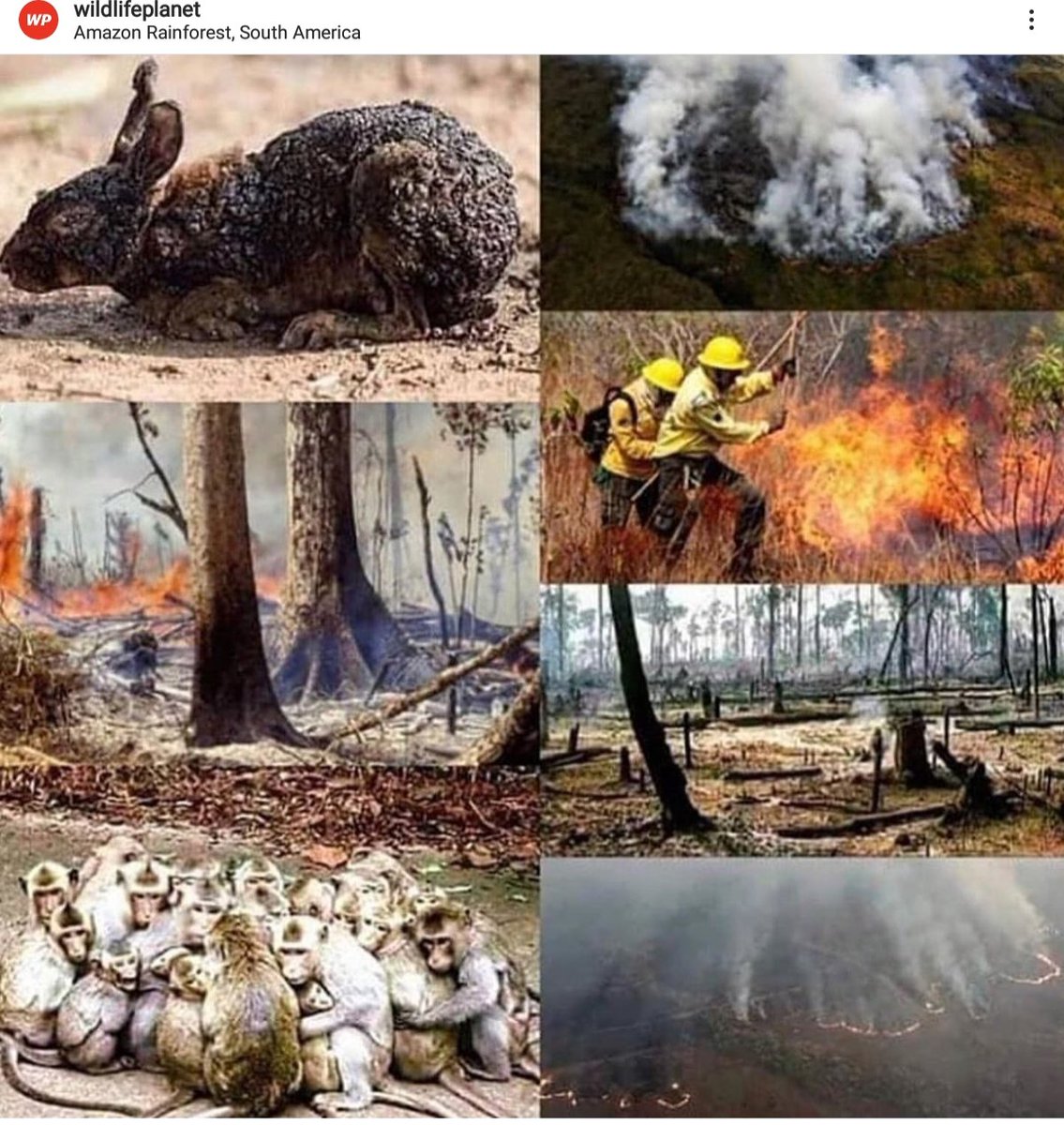 faiaki576's tweet image. Ο μεγαλύτερος Πνεύμονας του πλανήτη φλέγεται .. Ο μόνος υπαίτιος ο άνθρωπος που στο πέρασμα του καταστρέφει τα πάντα. Ο Αμαζόνιος φιλοξενεί 3 εκατομμύρια είδη φυτών και ζώων και 1 εκατομμύριο ιθαγενείς.. #SaveAmazon #SAVEAMAZONFOREST #saveanimals #SaveTheEarth