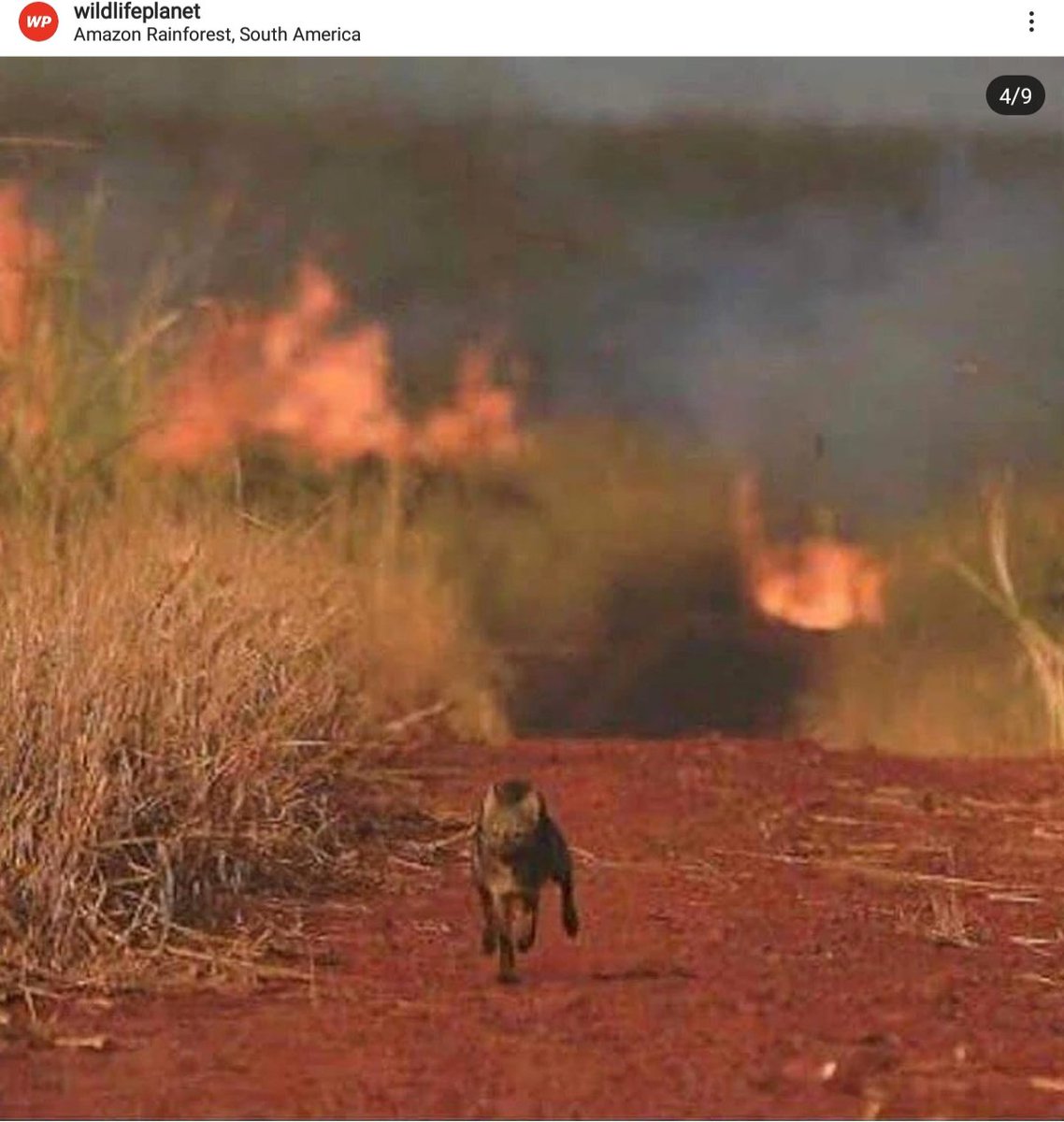 faiaki576's tweet image. Ο μεγαλύτερος Πνεύμονας του πλανήτη φλέγεται .. Ο μόνος υπαίτιος ο άνθρωπος που στο πέρασμα του καταστρέφει τα πάντα. Ο Αμαζόνιος φιλοξενεί 3 εκατομμύρια είδη φυτών και ζώων και 1 εκατομμύριο ιθαγενείς.. #SaveAmazon #SAVEAMAZONFOREST #saveanimals #SaveTheEarth