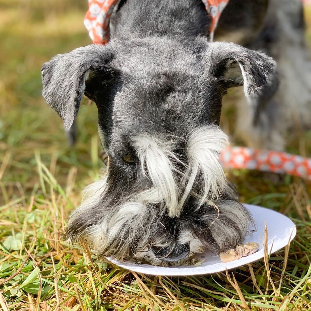 _differentdog's tweet image. We’re missing all the dogs of BBC Countryfile Live 😢🐶 can we go back already?!
#countryfilelive #differentdog #freshdogfood #naturaldogfood #healthydogfood #iamadifferentdog #castlehoward #ukdogs