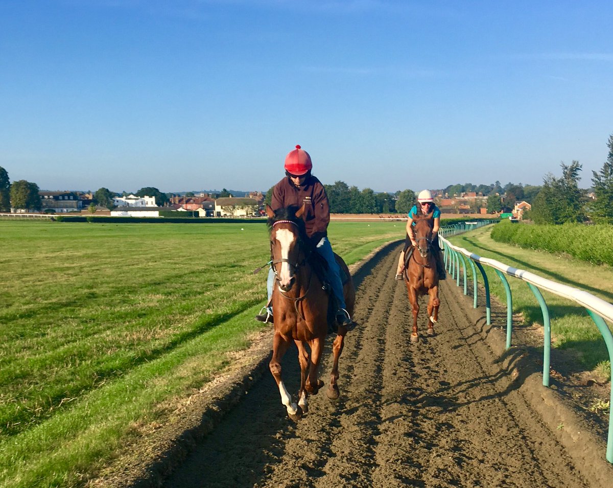 JohnWathenBerry's tweet photo. Fresh enough early on again this morning @NewmarketGallop but shaping up as another beautiful day. Forecast high 24 degrees #SacredSprite #LaParisienne #EthicsBoy https://t.co/YDh745FHSi