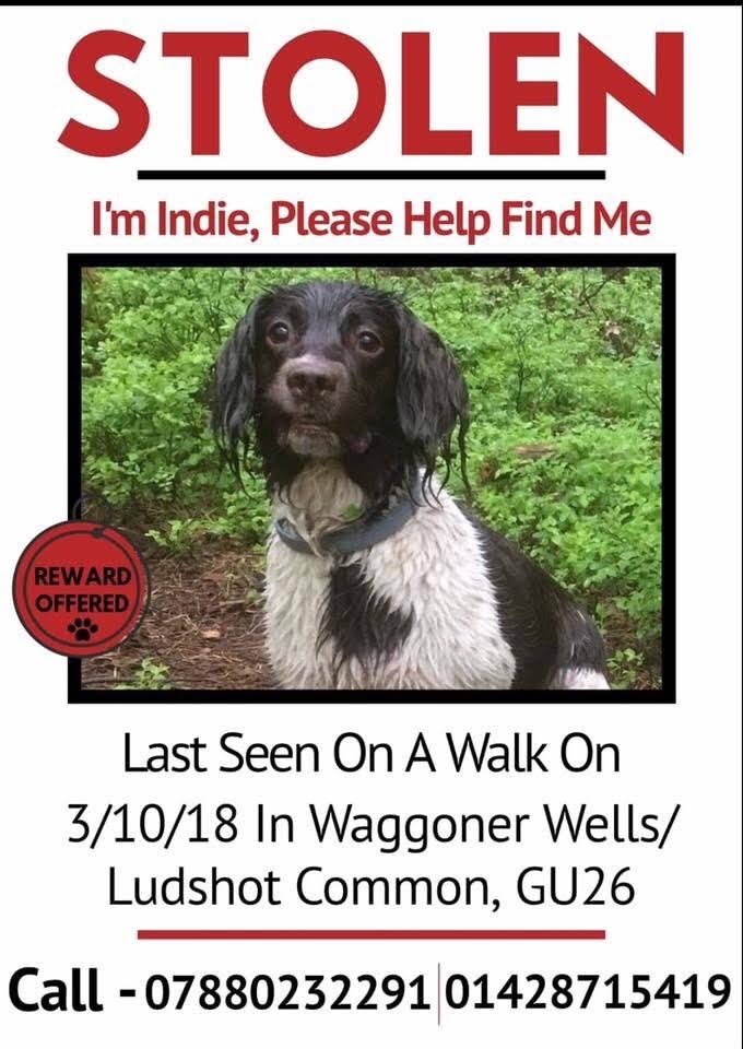 SheridanAlcock's tweet photo. Do you know where Indie is please ๐ถ
Look at her beautiful face ๐ฅบ she was #stolen whilst out walking 3.10.18 #GU26 area..! Please share Indie ๐
She has a family who are desperately searching, they need her back home, little people are heartbroken ๐
#FindIndie Reward offered https://t.co/ZBYW9vVPwu