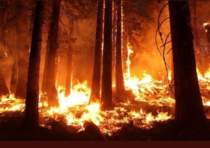 MirindiD's tweet image. #AmazonFire :
This is scary and painful. 

Where are we heading to? The lungs of our planet are burning, animals are dying, humanity is suffering.
Adaptive capacities to this disaster are needed. 
#AmazonRainforest