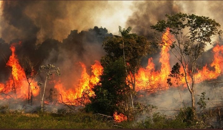 RUSAROClever's tweet photo. RIP #AmazonRainforest 😢
We are holding a deadly sword against ourselves, turning golden gifts to miserable threats.
Where else can we get oxygen, food, shelter, ... Life.
The universe was cool for life until we its adverse.
#stand4climate https://t.co/b1TKcbpsjL