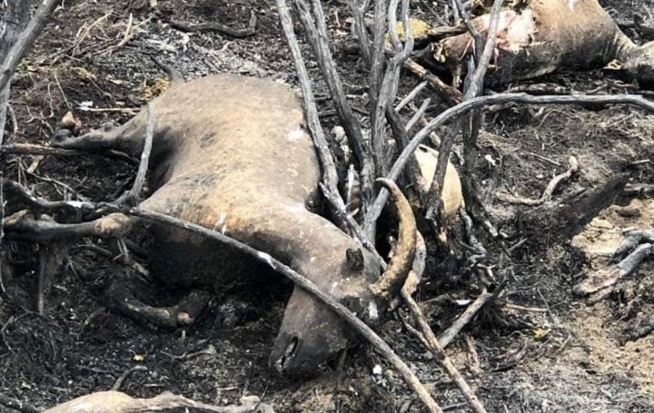 MirindiD's tweet image. #AmazonFire :
This is scary and painful. 

Where are we heading to? The lungs of our planet are burning, animals are dying, humanity is suffering.
Adaptive capacities to this disaster are needed. 
#AmazonRainforest