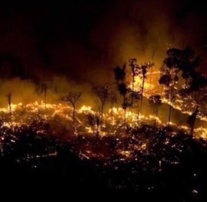 MirindiD's tweet image. #AmazonFire :
This is scary and painful. 

Where are we heading to? The lungs of our planet are burning, animals are dying, humanity is suffering.
Adaptive capacities to this disaster are needed. 
#AmazonRainforest