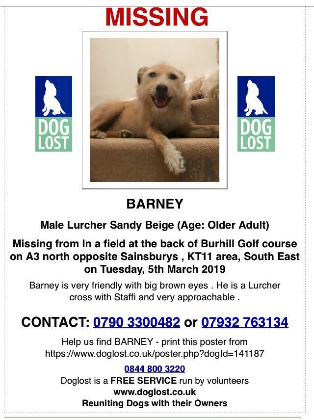 SheridanAlcock's tweet photo. #LostBarney ๐ถ
Barney is an older boy who is vulnerable He had surgery before he went #Missing 5.3.19
Sightings of this gorgeous #lurcher are desperately needed again
Please look out for him ๐
Burhill Golf course #KT11 #Cobham
His mum @graciemacy27 misses him tons ๐ฅบ๐ https://t.co/KPykMm5GAv