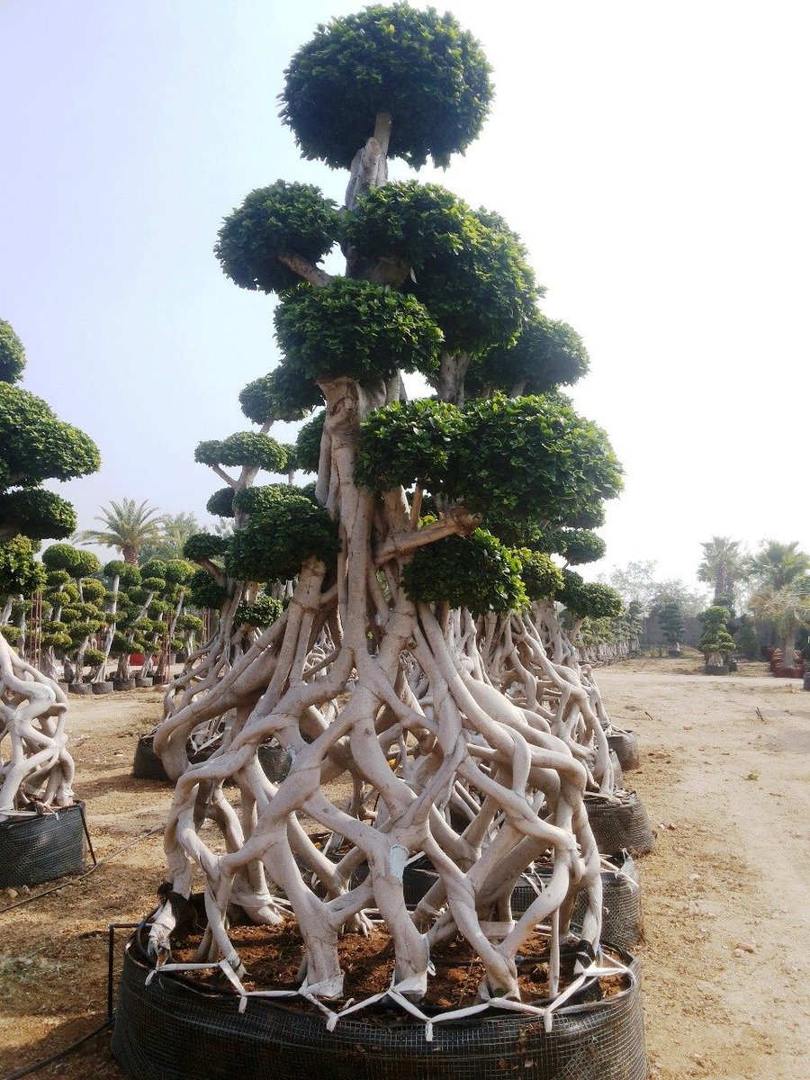 TreesUnique's tweet image. we are starting #India's #largest #botanical #garden in #Hyderabad.