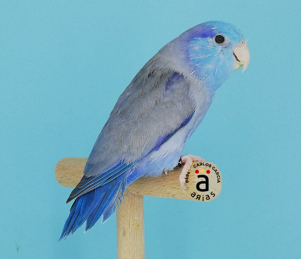 avi_arias's tweet photo. Ⓑ Ⓛ Ⓤ Ⓔ
Forpus Coelestis
Macho enero 2019
Azul D portador de Pastel https://t.co/UHyWBlQt2B
