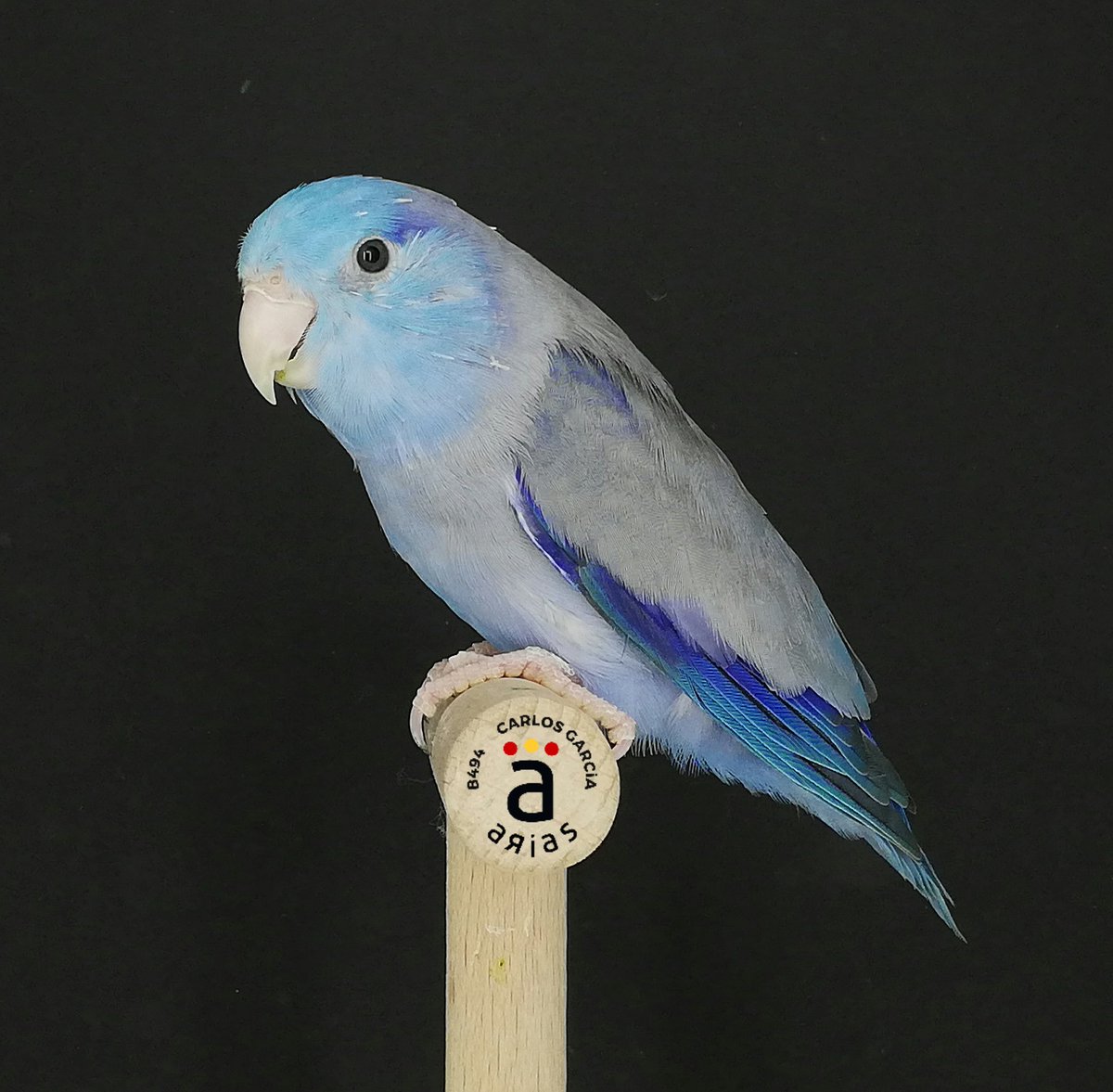 avi_arias's tweet photo. Ⓑ Ⓛ Ⓤ Ⓔ
Forpus Coelestis
Macho enero 2019
Azul D portador de Pastel https://t.co/UHyWBlQt2B