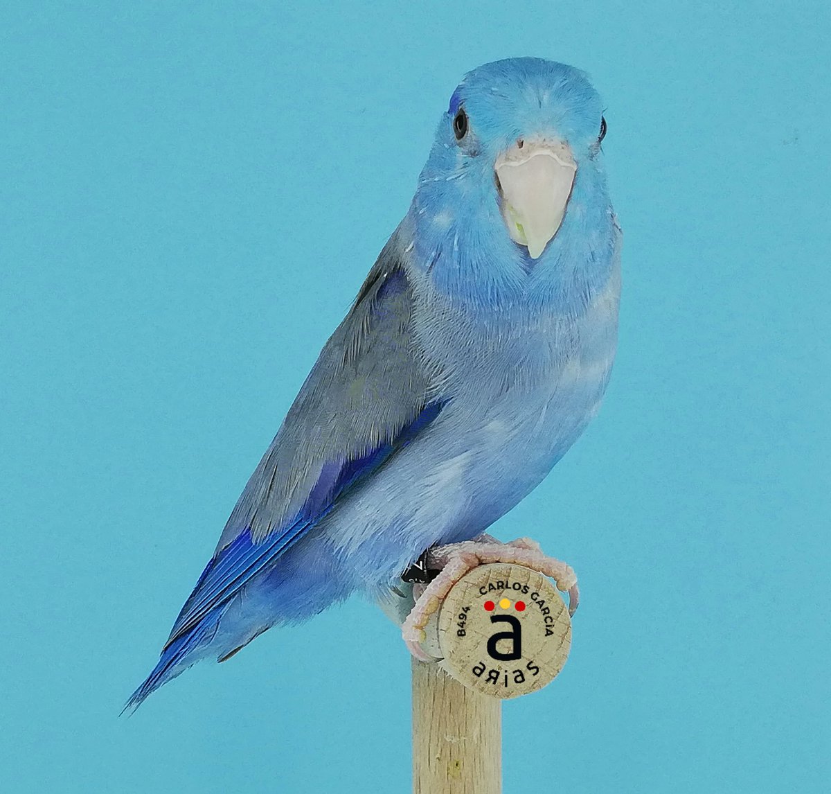 avi_arias's tweet photo. Ⓑ Ⓛ Ⓤ Ⓔ
Forpus Coelestis
Macho enero 2019
Azul D portador de Pastel https://t.co/bAQfPV78AU