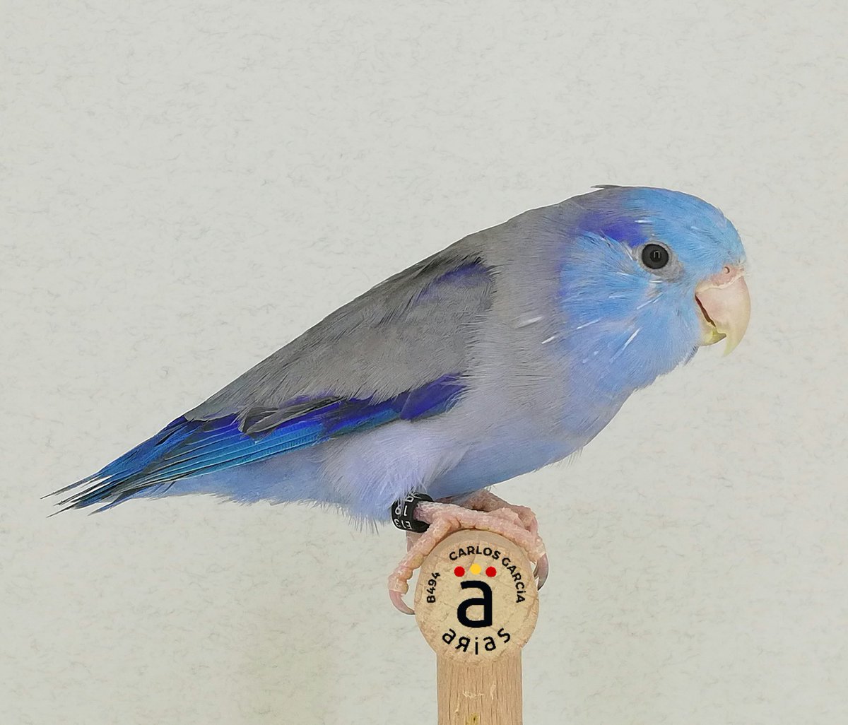 avi_arias's tweet photo. Ⓑ Ⓛ Ⓤ Ⓔ
Forpus Coelestis
Macho enero 2019
Azul D portador de Pastel https://t.co/aL6MO30noq
