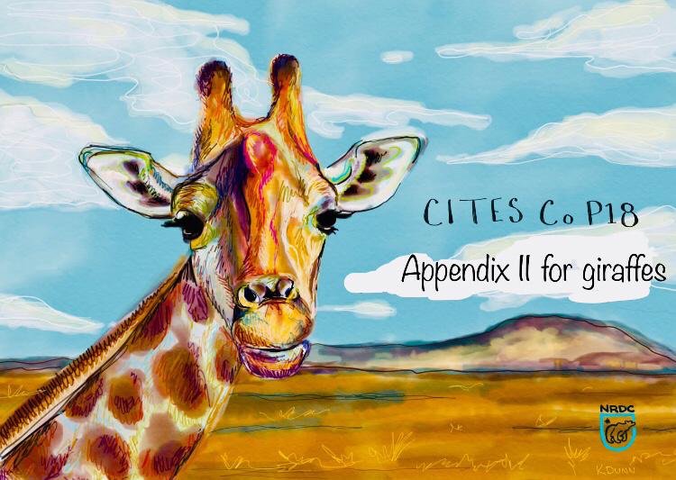 EllisPepper's tweet photo. An important step for giraffes today as @CITES listed the species on Appendix 2. More at https://t.co/fGnYhu6p36…. #CITESCoP18 https://t.co/OrytzkaowW