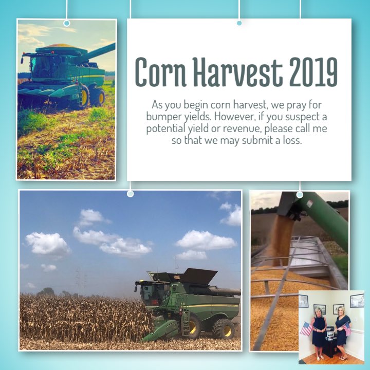 DonnaByrum1's tweet photo. Corn harvest is underway; for potential losses, we’ve got your back. Call today to review your guarantees, (252)325-1042. 🌽
#corn2019 #firstchoiceins #wevegotyourback @TwbuddyWilliams @ProAgIns https://t.co/11suXQnbUp