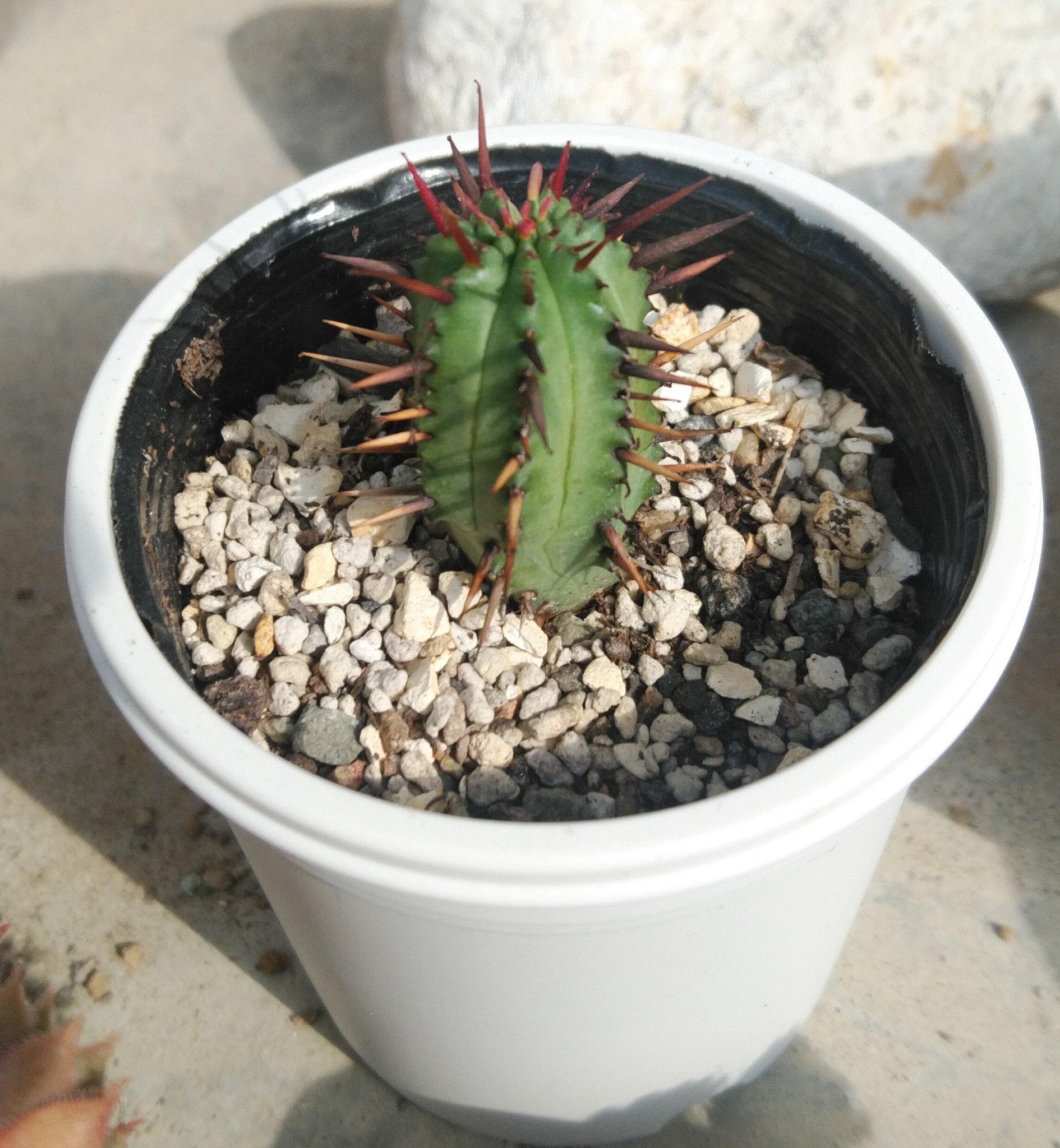桧 Euphorbia Enopla 紅彩閣という呼び名の方が一般的 攻撃力が高そうな見た目 毒も付いてくる サボテン コーナーによく置かれておばちゃんに これサボテン って聞かれる植物no 1 多肉ですと答えて多肉ってなに と問い返されてサボテンですと