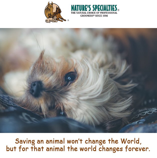 See all of our Products: naturesspecialtiesmfg.com 
#NaturesSpecialties #PetProducts #PetCare #Pets #PetSupplies #Groomers #DogsAndCats