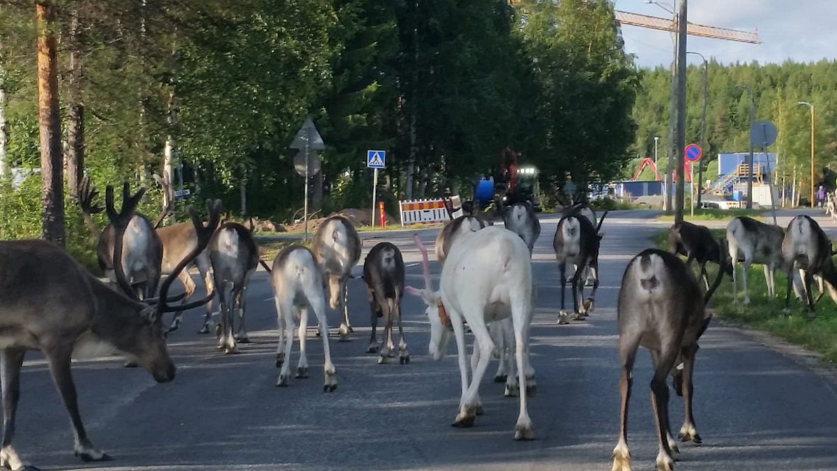 jarmovalmari's tweet image. Oh the traffic this morning. Now I get why Santa Claus uses flying reindeer. 

#veryfinnishproblems #finland #lapland #traffic #travel #reindeer #rovaniemi #tourism #finnish
