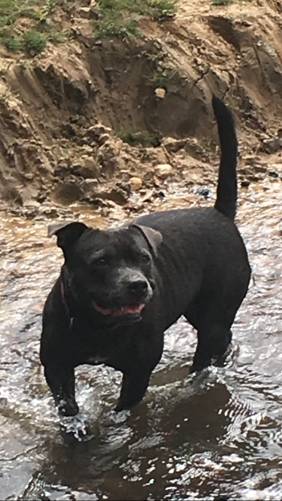 Roxypurdy's tweet photo. @RockfishWellies @mountainpawsuk My lovely Lucy having a fantastic time on the Isle of Wight @karen_winterss @271tiger 😃❤️ https://t.co/tDbjCqM1vg