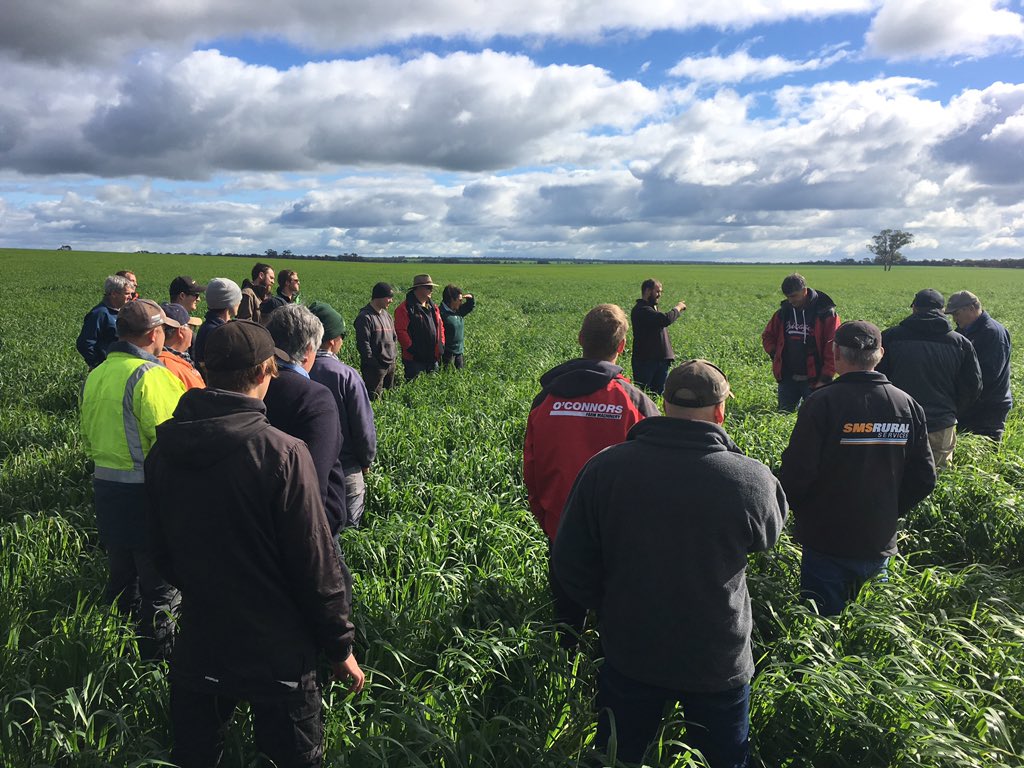 RodPohlner's tweet image. Great day and great rollup at Woorak today. A couple of excellent speakers plus the annual crop walk. Came across a coupe of cracking oaten hay crops but still had a good discussion on how to do it better. Enjoyed having the opportunity to learn from all these top operators