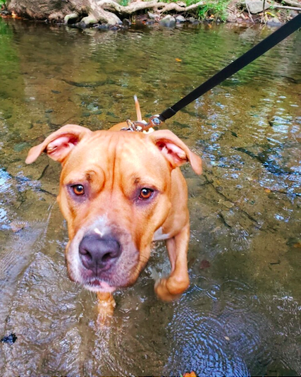 CleanWaterDE's tweet photo. Just one of our favorite friends reminding you to be a #CleanStreamChampion and #ScoopThePoop before it ends up in our waterways! https://t.co/K8BM7YFoBm