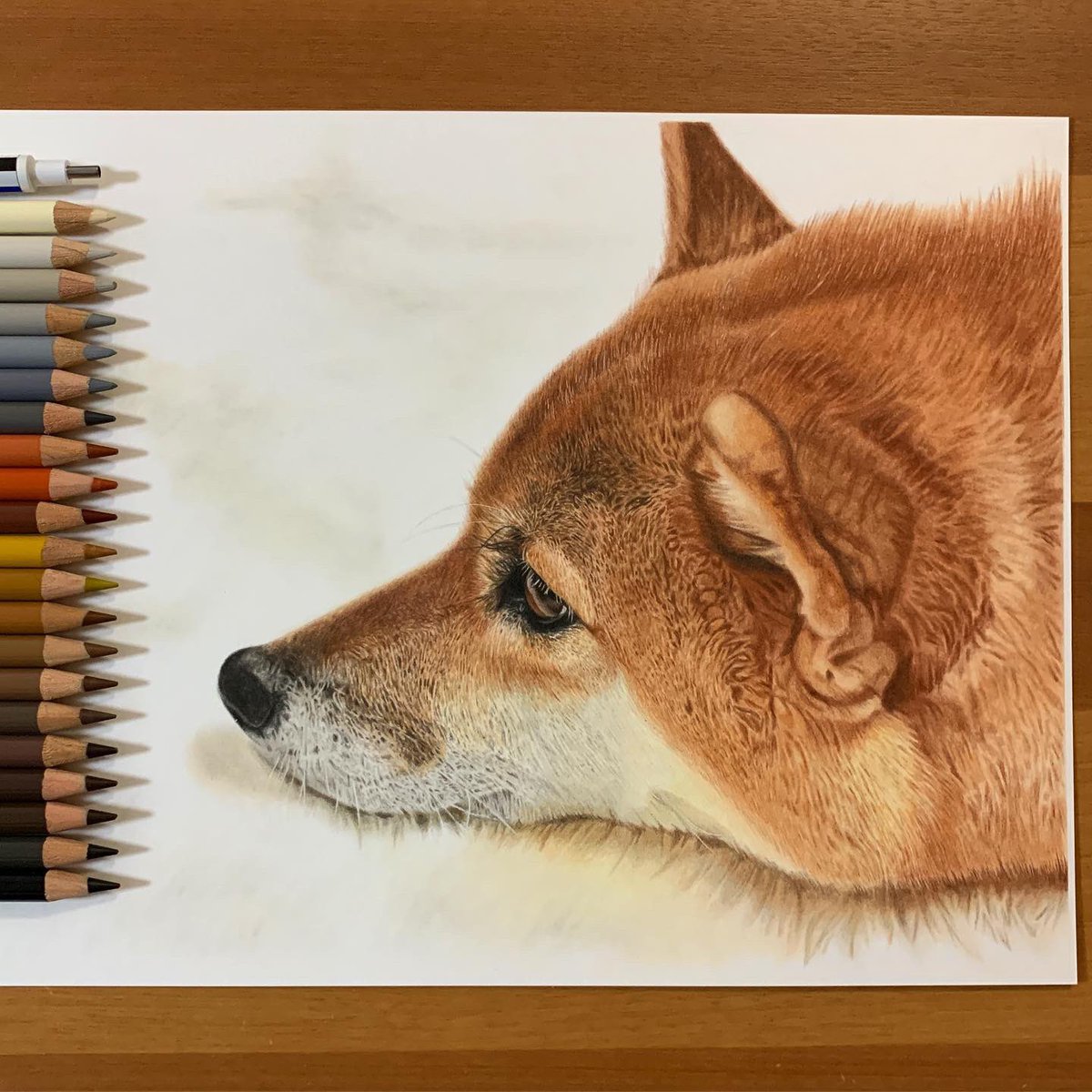 もふもふ感が伝わってくる 色鉛筆で描いた犬の絵のクオリティが高い 話題の画像プラス