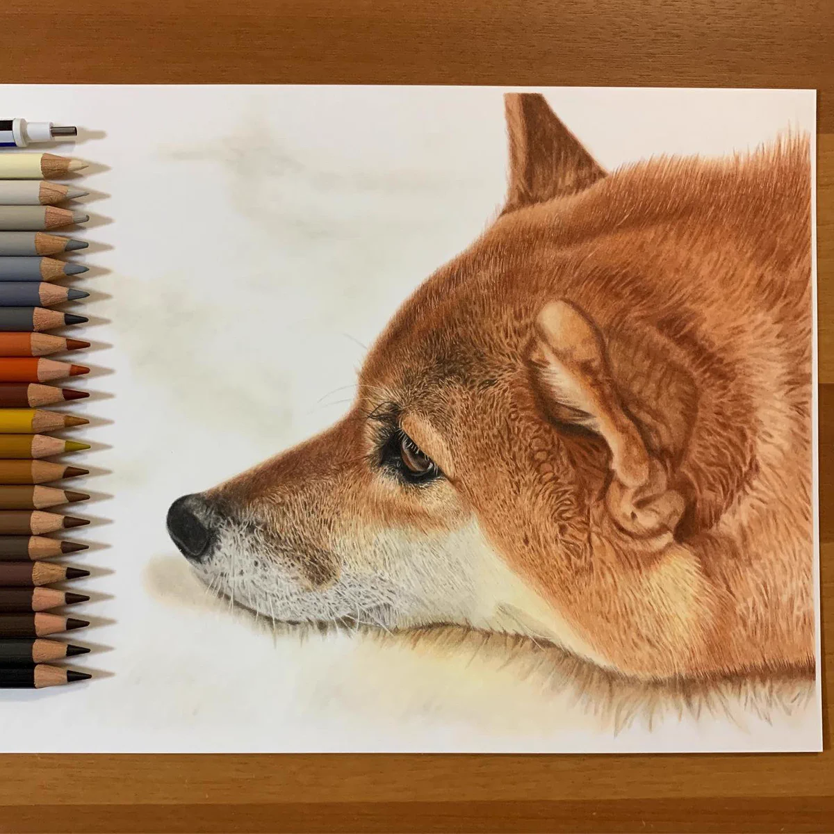 もふもふ感が伝わってくる？色鉛筆で描いた犬の絵のクオリティが高い！