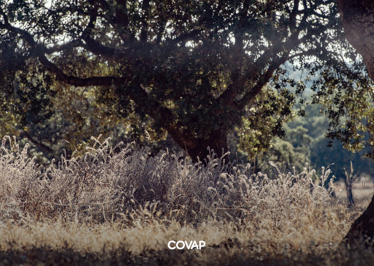 Covap's tweet photo. El #verano en la #dehesa del #ValledeLosPedroches está siendo muy caluroso pero nos deja imágenes tan espectaculares como estas 👇🏽
#COVAP https://t.co/liLi6HKr2H