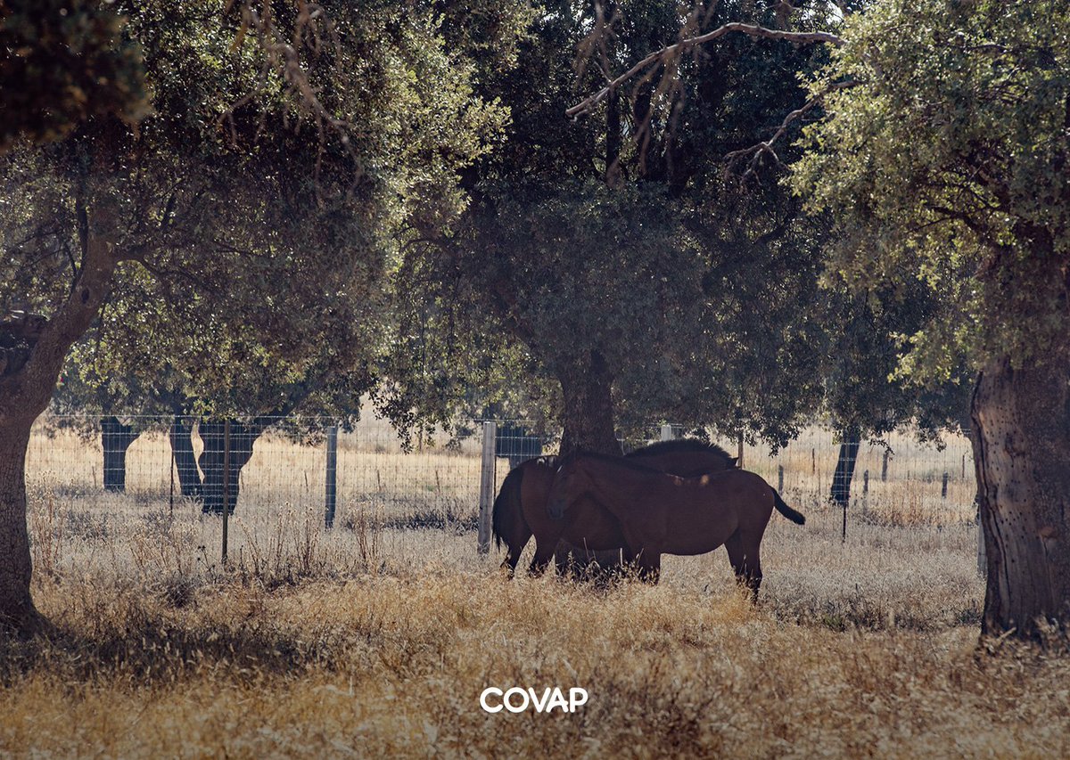 El #verano en la #dehesa del #ValledeLosPedroches está siendo muy caluroso pero nos deja imágenes tan espectaculares como estas 👇🏽
#COVAP