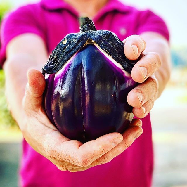 Molinvin's tweet photo. In Piedmont you can find these colourful vegetable melanzane 💜 #lacasavola #molinvin  #picturesque #letsgohere #piemonte #italy #piedmont  #piemonte #picoftheday #wine #winelover #summer #winery #winningdinner #foodphotography #photooftheday #vines #… https://t.co/bfxVSQjBuk https://t.co/T6wD6evYdm