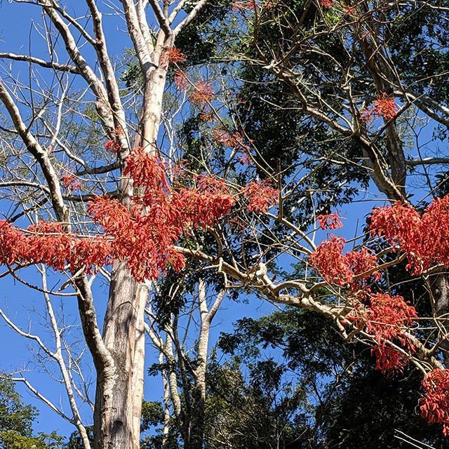 GPlanetVentures's tweet photo. Really concerning the surge of forest fires in Brazil.
The work promoting the importance of natural forests to regulate climate, is by no means done! 
My favourite example to illustrate the issue is Tijuca National Park, on the doorstep of the city of Ri… https://t.co/zSt7GB88jL https://t.co/TVfnc6M7lY