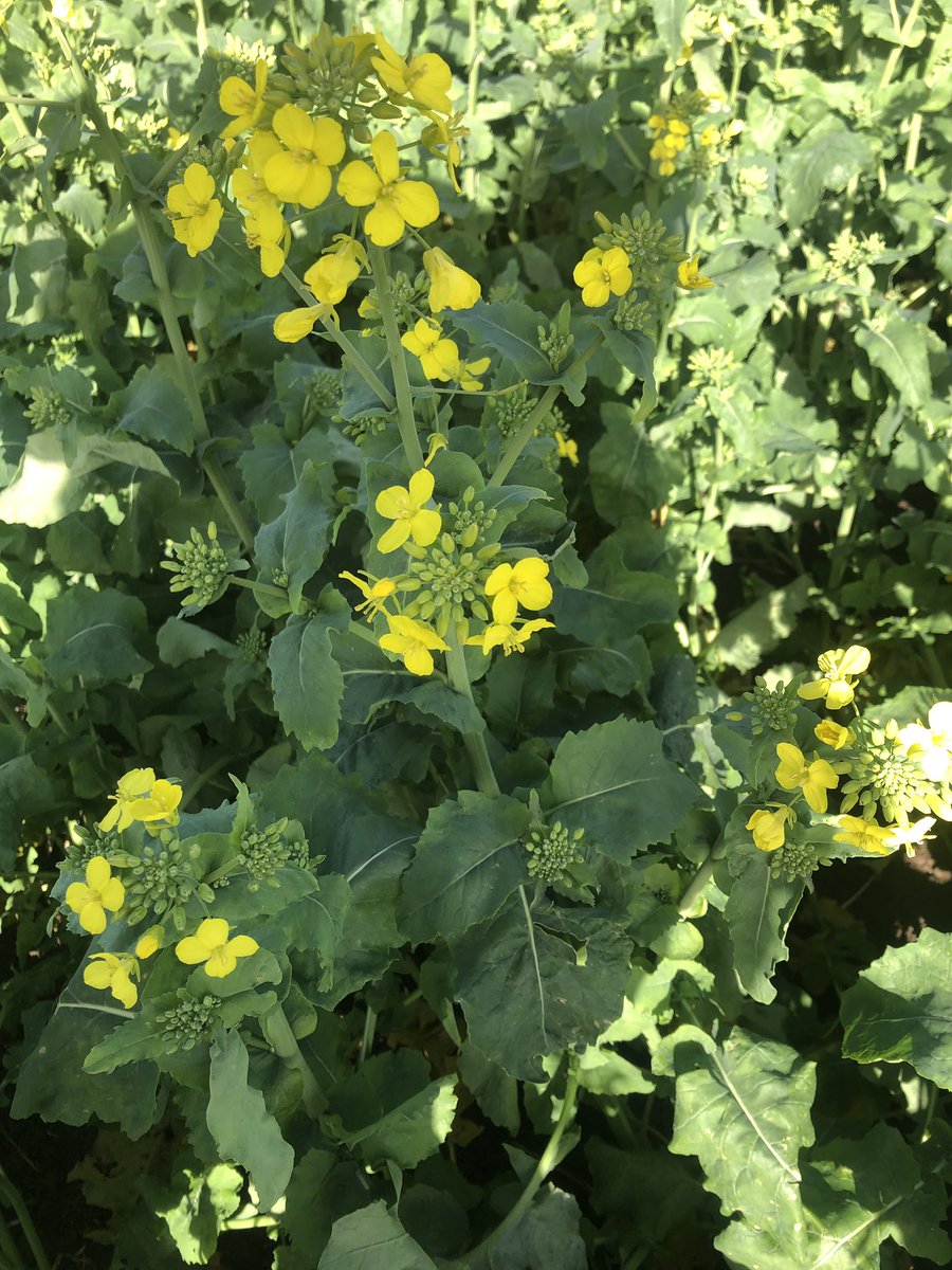 fry_anna32's tweet photo. InVigor T4510 humming along at Vite Vite! Clean as a whistle @wdjmercer @BenDumesny @AParidaen @BASF_Agro_Au https://t.co/pUdGjjz8fR