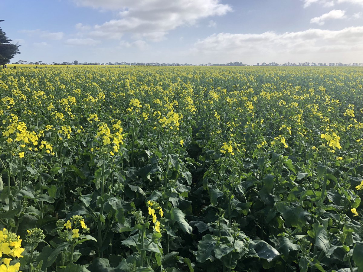 fry_anna32's tweet photo. InVigor T4510 humming along at Vite Vite! Clean as a whistle @wdjmercer @BenDumesny @AParidaen @BASF_Agro_Au https://t.co/pUdGjjz8fR