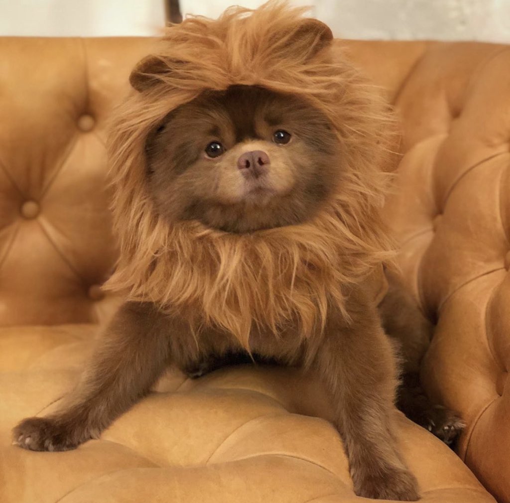 bertram the pomeranian