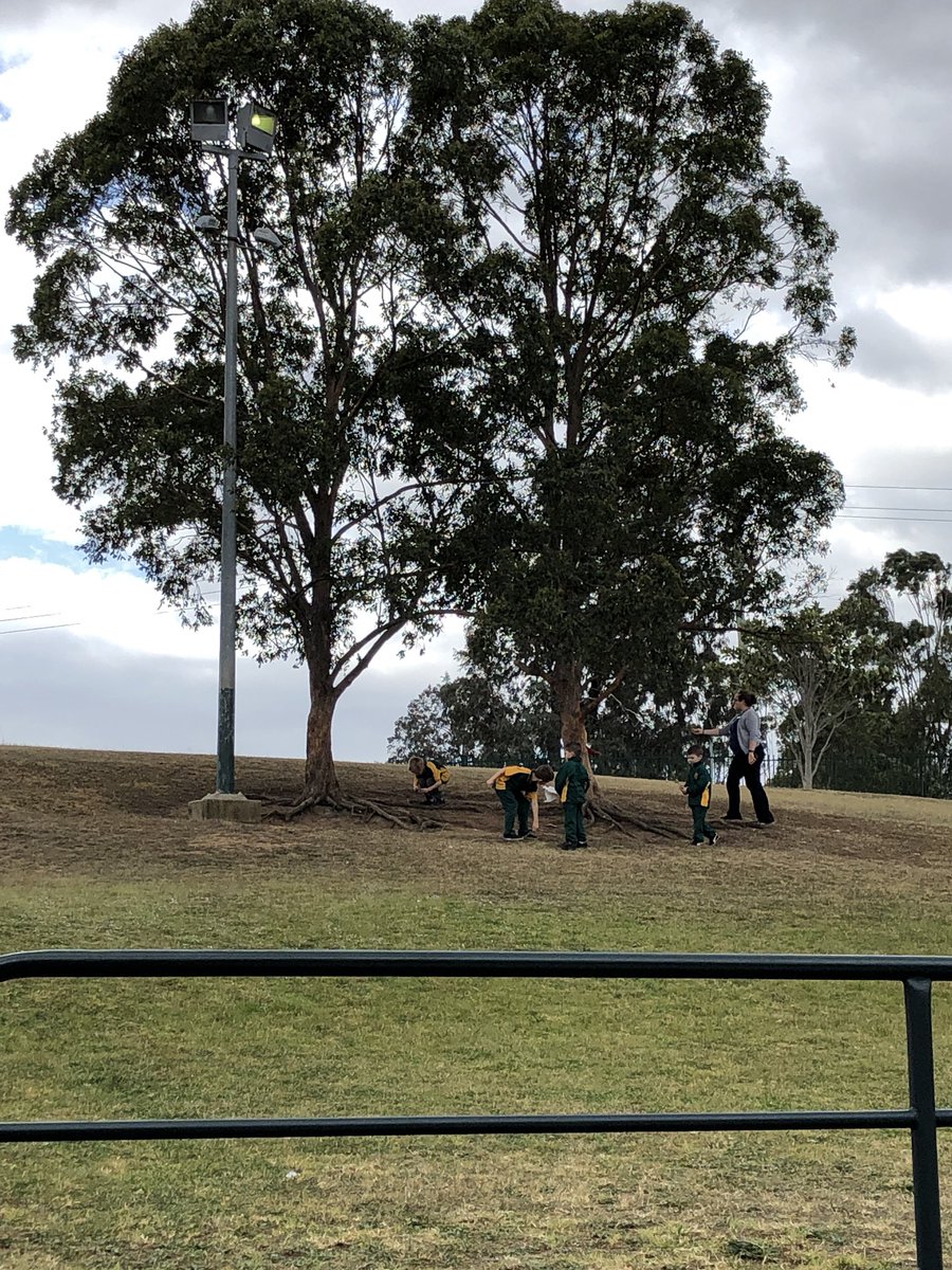 This wind has made for the perfect STEM - make something that can fly. Ss used recycled paper, string, tape and collected their own sticks. Fly day is tomorrow!! #outdoorlearning #ThisIsBlairmount #NOIINSW