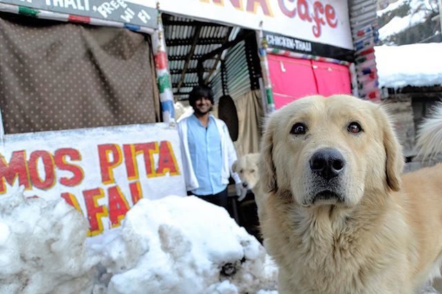 マナリ Twitter Search