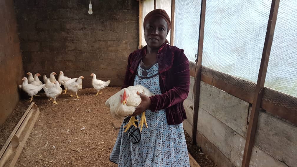 Un Cameroon On Twitter Backyard Poultry Rearing By Idps In