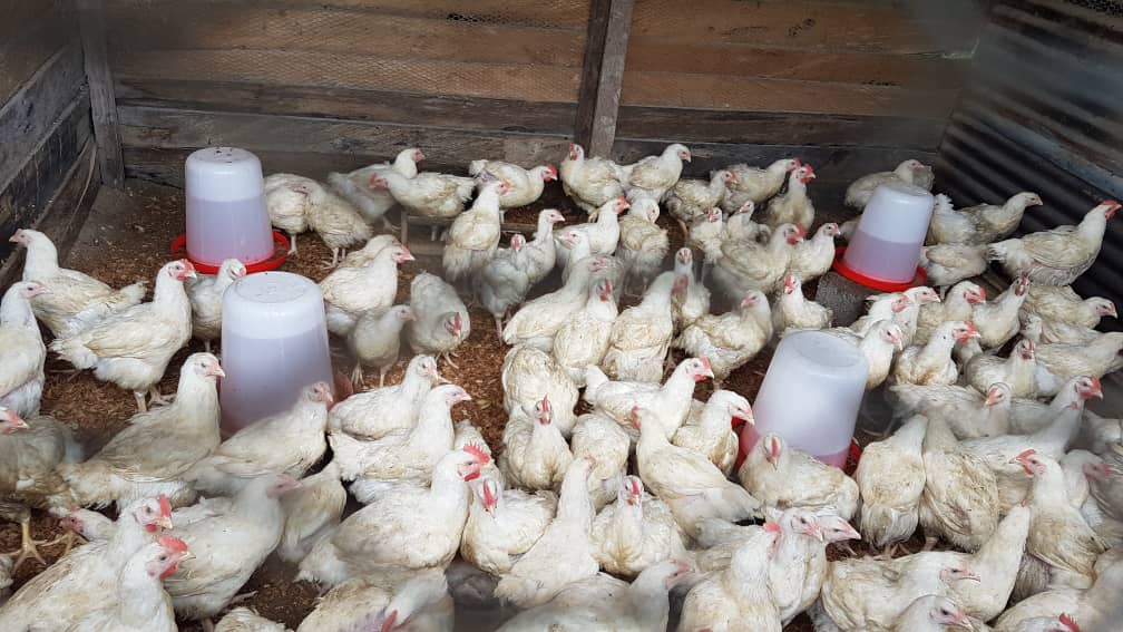 Un Cameroon On Twitter Backyard Poultry Rearing By Idps In