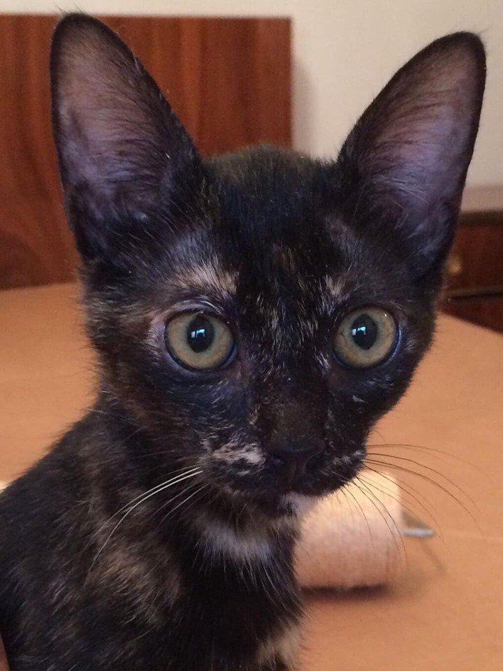 APAGranollers's tweet photo. Rira, 4 mesos. EN ADOPCIÓ.
Va ser trobada a la Riera de Palau,sola,molt prima i espantada. La persona q la va trobar la té d'acollida i l'ha cuidat molt bé fins que s'ha recuperat al 100%
Però necessita una llar definitiva.És afectuosa i molt bona. No volem que creixi al refugi. https://t.co/QSpjfNl9KD