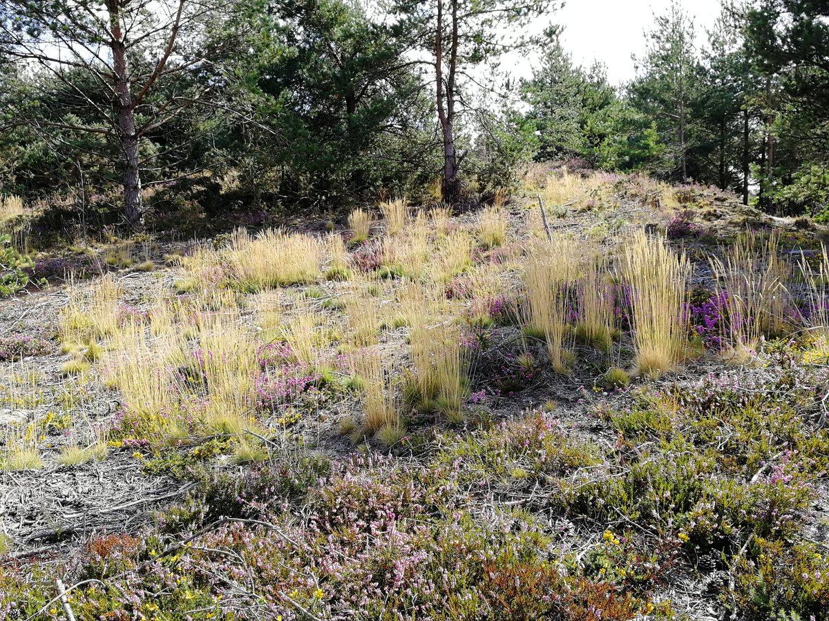 WildfireTacAd's tweet photo. Great field trip this morning with #EHW2019 delegates looking at quarry working, restoration, renewable energy and Smooth snakes (licenced handler). https://t.co/TEVdBIB2Y7